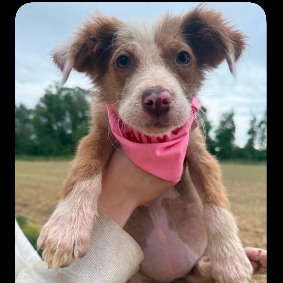 The first photo of Poppy — a rescue puppy in a pink bandana.